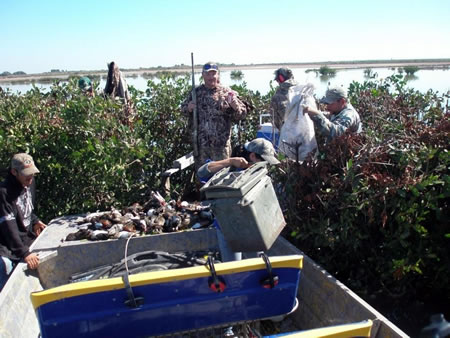 Calif waterfowl hunters with a great limit of ducks
