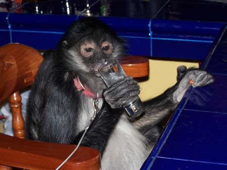 Monkey at the lodge.