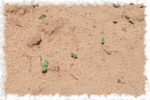 2009 Sesame Plants