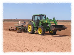 Planting sesame fields