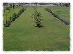 The Rose Garden in back of the Lodge 