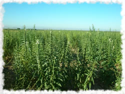 2007-2008 Sesame field for Dove hunting